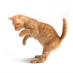 mixed breed kitten cat playing in the studio in a white background