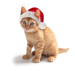 Mixed breed kitten cat wearing Christmas hat 