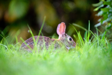 Grey small hare eating grass on summer field. Wild rabbit in nature