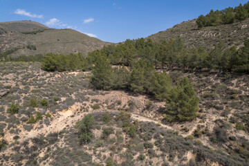 Obraz na płótnie Canvas pine forest on a mountain in southern Spain