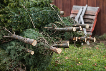 trees, christmas trees, pine trees, fresh, freshly cut, holiday, season, winter, maine, new england, green, stacked, cut, wood, 