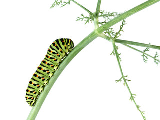 Old World swallowtail caterpillar. Papilio machaon.  