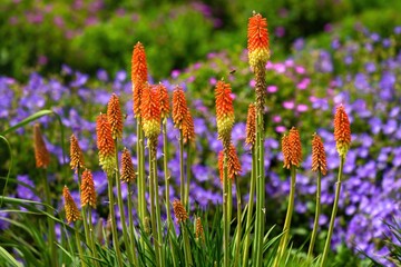 Red Hot Poker plants stand out beautifully in a colorful garden full of blooming flowers.
