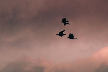 Crows in flight with the cloudy sunset sky in the background