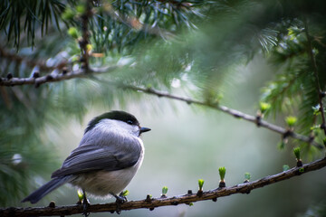 Obraz premium A bird in the tree