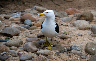 Kelp Gull (Larus dominicanus)