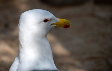 Kelp Gull (Larus dominicanus)