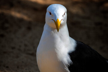 Kelp Gull (Larus dominicanus)