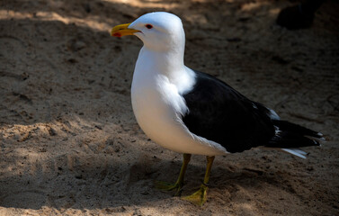 Kelp Gull (Larus dominicanus)
