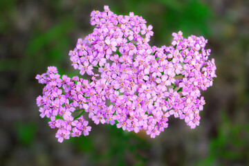 Purple yarrow Achillea millefolium against green natural background. © Anatoliy
