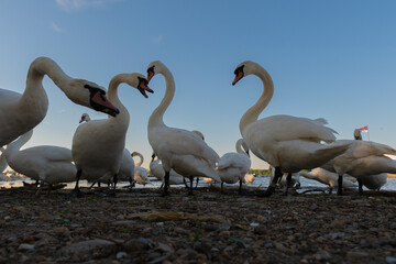 Group of swans 