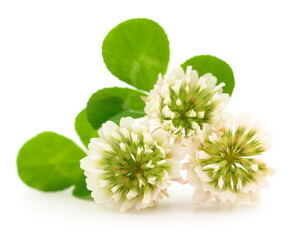 White clover flowers. - 548334521