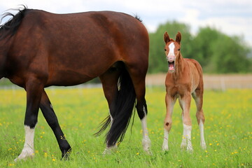 Fototapeta premium chestnut foal calling against the background of its mother and green meadow