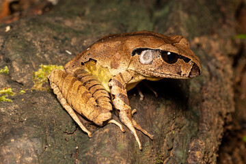 Australian Northern Barred Frog on log