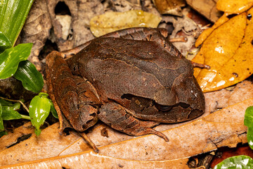 Australian Northern Barred Frog resting on forest leaf litter