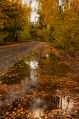 Forest road strewn with fallen yellow leaves and the reflection of the autumn forest in a puddle
