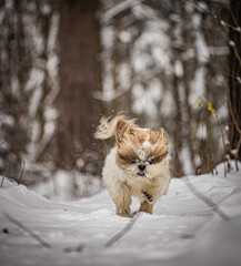 shih tzu dog runs through the snow in the forest