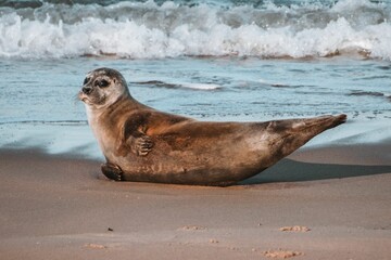 Cute seal, Phoca vitulina lying on the beach of Ostend, Belgium © Robin De Saeger/Wirestock Creators