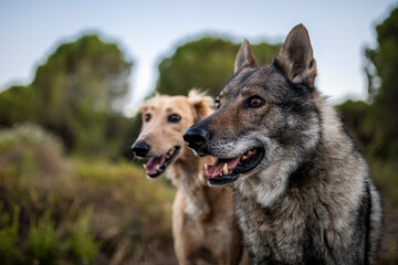 Beautiful male czechoslovakian wolf dog and saluki in the countryside. 
Dogs portrait. Chien loup tchécoslovaque. Perro lobo checoslovaco.