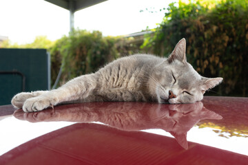 cat on the car © Jonathan