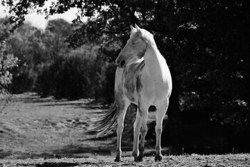 Naklejka na ściany i meble Muddy young white horse in Texas farm field.