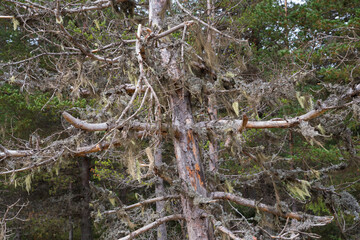 dead pine trees with lichens on the branches