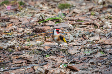 The European goldfinch or simply the goldfinch, Carduelis carduelis, sits on the ground in spring. The European goldfinch in wildlife.