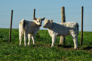 Fototapeta premium White Shorthorn calf , in Argentine countryside, La Pampa province, Patagonia, Argentina.