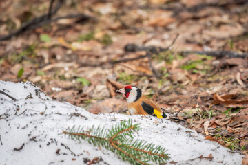 The European goldfinch or simply the goldfinch, Carduelis carduelis, sits on the ground with snow in spring. The European goldfinch in wildlife.