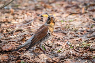 Wood bird Fieldfare, Turdus pilaris, on a sprng lawn.
