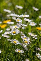 field of daisies