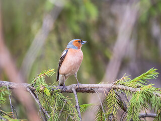 Fototapeta premium Common chaffinch, Fringilla coelebs, sits on a branch in spring on green background. Common chaffinch in wildlife.