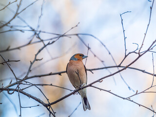 Common chaffinch, Fringilla coelebs, sits on a tree. Common chaffinch in wildlife.