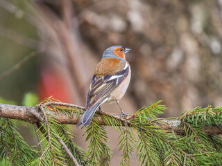 Common chaffinch, Fringilla coelebs, sits on a tree. Common chaffinch in wildlife.