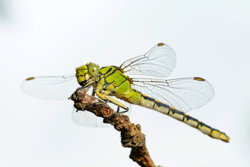Dragonfly female green snaketail (Ophiogomphus cecilia)