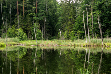 Obraz premium Lake in the forest