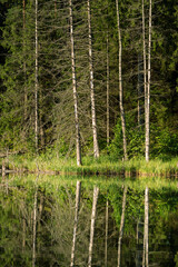 Obraz na płótnie Canvas Lake in the forest