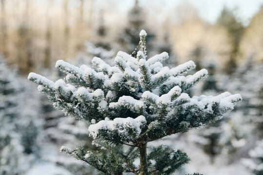 Plantacja choinek na Święta. Boże Narodzenie. Ośnieżone choinki, świerki, jodły. Szyszki na gałęziach. Mróz i śnieg.