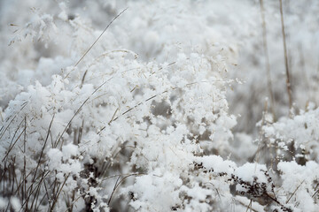 Białe Święta, ośnieżone krzewy i trawy. Białe pola i łąki. Zima, mróz i śnieg. Zasypało pola. - obrazy, fototapety, plakaty