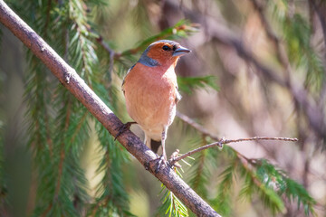 Common chaffinch, Fringilla coelebs, sits on a branch in spring on green background. Common chaffinch in wildlife.