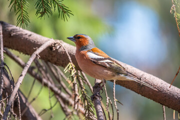 Common chaffinch, Fringilla coelebs, sits on a branch in spring on green background. Common chaffinch in wildlife.