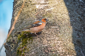 Common chaffinch, Fringilla coelebs, sits on a tree. Common chaffinch in wildlife.