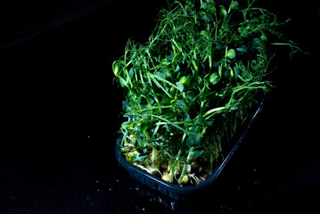growing sprouts of microgreens in a pot close-up on a black background