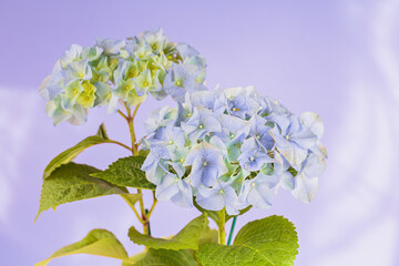 Beautiful Spring Nature background with blooming hydrangea flowers. Hortensia Flowers macro closeup for website or Web banner