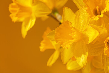 Obraz premium Close up of daffodils flowers on a yellow background. Beautiful yellow spring background for greeting cards and wallpapers