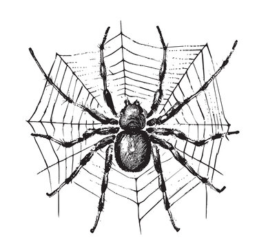 Spider on web hand drawn sketch Vector illustration