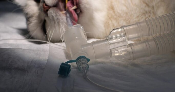 The cat lies on its side under inhalation anesthesia of unconsciousness. The cat is connected to an artificial lung ventilation machine that delivers gas with oxygen through a tube in the mouth.