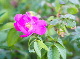 Pink dog rose flowers. Decorative beautiful garden plants in flowering season.