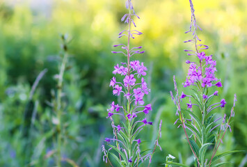 Fireweed, Willowherb, Blooming Sally, Epilobium angustifolium medical herb