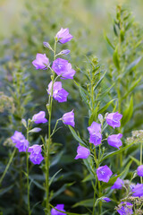 Purple campanula decorative garden flowers. 